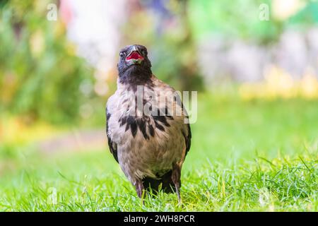 Die Krähe mit Kapuze, corvus cornix, auch Kapuzenpullover genannt, steht im Herbst- oder Frühlingswald auf dem Rasen Stockfoto