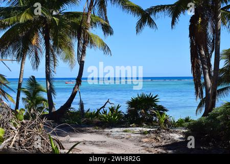 Ein rotes Boot zwischen zwei Palmen an einem idyllischen, sonnigen Tag im Norden von Ambergris Caye, Belize, Mittelamerika. Stockfoto