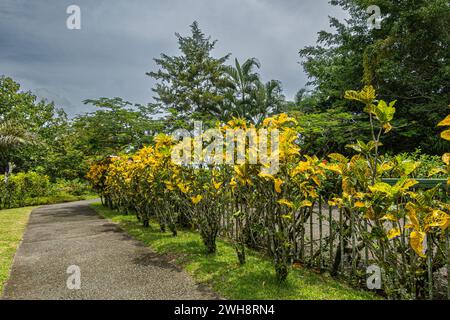 Costa Rica, Bijagual - 22. Juli 2023: Garten Pura Vida. Pfad im Adventure Dining mit gelben Blatthecken entlang. Grauer Himmel und viele grüne Bäume Stockfoto