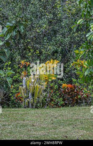 Costa Rica, Bijagual - 22. Juli 2023: Garten Pura Vida. Kakteen und mehrfarbige Blüten auf Pflanzen entlang einer sehr hohen und dichten Wand von grünen Bäumen Stockfoto