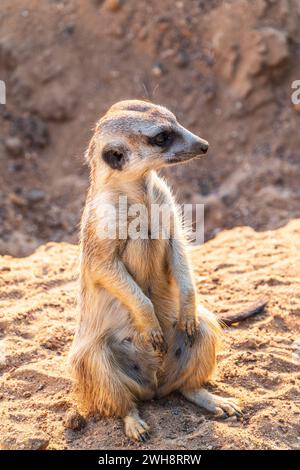Erdmännchen, Suricata suricatta, auf Hinterbeinen. Porträt eines Erdmännchen, der auf Hinterbeinen steht, mit wachsames Gesichtsausdruck. Porträt eines lustigen Erdmännchen, der auf seinem Platz sitzt Stockfoto