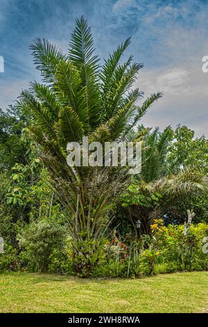 Costa Rica, Bijagual - 22. Juli 2023: Garten Pura Vida. Dicke Palmen mit vielen winkenden Blättern überragt kleinere Pflanzen und Blumen unter blu Stockfoto