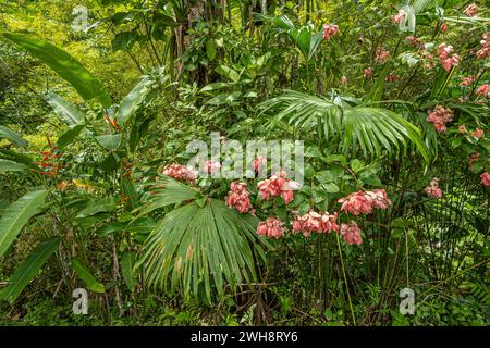 Costa Rica, Bijagual - 22. Juli 2023: Garten Pura Vida. Scharfe rote Nadeln und Fäuste rosafarbener Blütenblätter auf der grünen Pflanzenwand im Regenwald Stockfoto