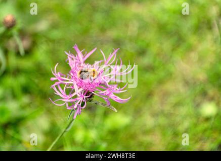 Hummel auf einer violetten Blume Stockfoto