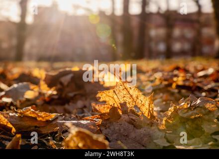 Verwelkte Ahornblätter auf dem Boden in der Wintersonne Stockfoto