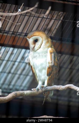 Die Barn Owl (Tyto alba), die im Killarney National Park, Kerry, zu sehen ist, ist ein nachtaktiver Raptor mit einem unverwechselbaren herzförmigen Gesicht, bekannt für seine stille Fette Stockfoto