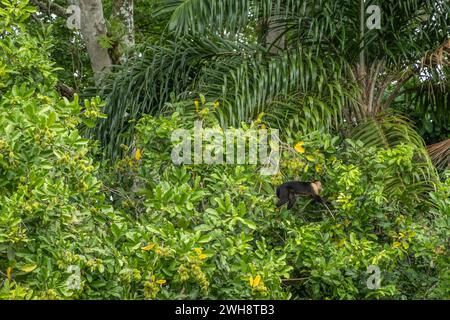 Costa Rica, Bijagual - 22. Juli, 20.23: Pura Vida Garten Naturschutzgebiet. Panamaischer Kapuziner bewegt sich in grünen dichten Regenwaldkronen Stockfoto