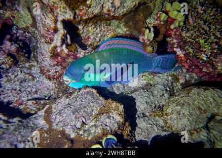 Die Schönheit der Unterwasserwelt - Cetoscarus bicolor, auch bekannt als der zweifarbige Papageienfisch oder Bumphead Papageienfisch - Tauchen im Roten Meer, E Stockfoto