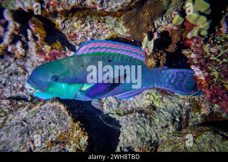 Die Schönheit der Unterwasserwelt - Cetoscarus bicolor, auch bekannt als der zweifarbige Papageienfisch oder Bumphead Papageienfisch - Tauchen im Roten Meer, E Stockfoto