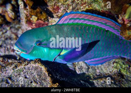 Die Schönheit der Unterwasserwelt - Cetoscarus bicolor, auch bekannt als der zweifarbige Papageienfisch oder Bumphead Papageienfisch - Tauchen im Roten Meer, E Stockfoto