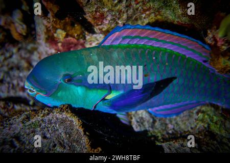 Die Schönheit der Unterwasserwelt - Cetoscarus bicolor, auch bekannt als der zweifarbige Papageienfisch oder Bumphead Papageienfisch - Tauchen im Roten Meer, E Stockfoto