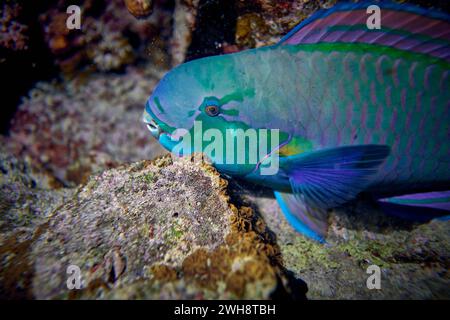 Die Schönheit der Unterwasserwelt - Cetoscarus bicolor, auch bekannt als der zweifarbige Papageienfisch oder Bumphead Papageienfisch - Tauchen im Roten Meer, E Stockfoto