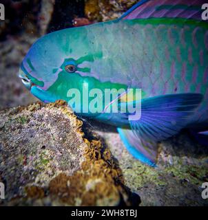 Die Schönheit der Unterwasserwelt - Cetoscarus bicolor, auch bekannt als der zweifarbige Papageienfisch oder Bumphead Papageienfisch - Tauchen im Roten Meer, E Stockfoto