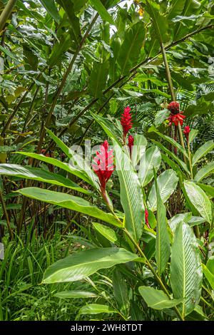 Costa Rica, Bijagual - 22. Juli, 20.23: Pura Vida Garten Naturschutzgebiet, rote Ingwerblüten und Pflanze in Nahaufnahme, umgeben von allen Arten von grünem Regen Stockfoto