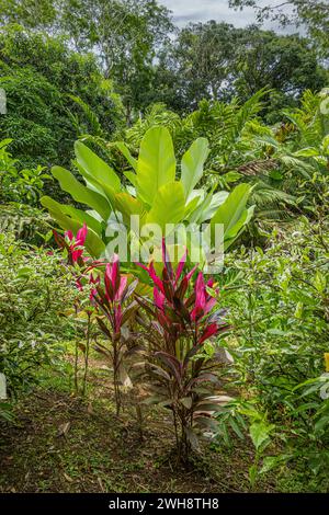 Costa Rica, Bijagual - 22. Juli, 20.23: Pura Vida Garten Naturschutzgebiet. Cordyline fruticosa rosa Farben heben sich in dichtem Regenwaldgrün ab Stockfoto