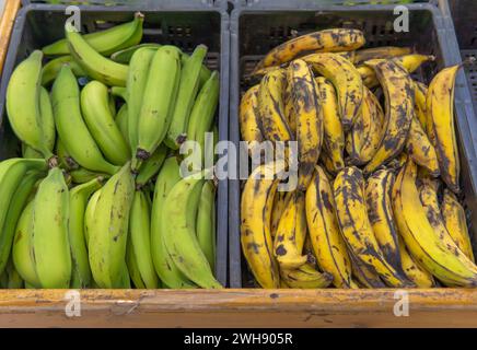 Eine Schublade mit grünen Bananen neben einer mit Reifen Bananen, die für die Zubereitung verschiedener lateinamerikanischer Speisen verwendet werden Stockfoto