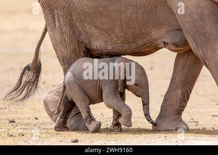 Ein winziger, süßer afrikanischer Elefant ( Loxodonta africana ) spaziert neben seiner Mutter im Amboseli National Reserve, Kenia, Ostafrika Stockfoto