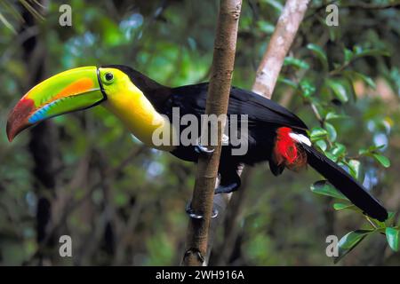 Kielschnabeltoucan ( Ramphastos sulfuratus ) im Regenwald, Maya Mountains, Belize, Zentralamerika Stockfoto