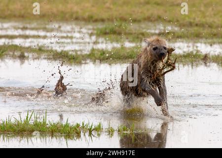 Eine junge gefleckte Hyena (Crocuta crocuta) spielt „Fang“ mit einer Wurzel, während sie über einen flachen Sumpf springt. Amboseli National Reserve, Kenia. Stockfoto