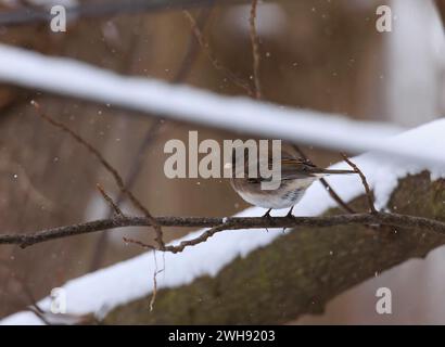 Dunkeläugiger Junco, der im Winter auf einem Zweig sitzt, mit Schnee im Hintergrund Stockfoto