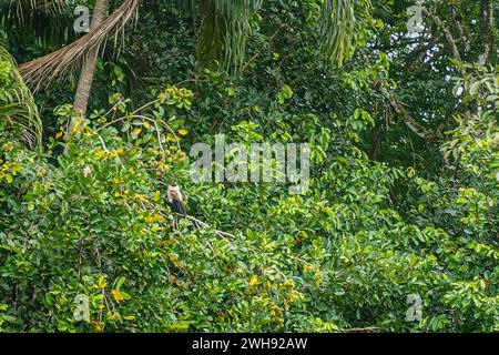 Costa Rica, Bijagual - 22. Juli, 20.23: Pura Vida Garten Naturschutzgebiet. Panamaischer Kapuziner bewegt sich in grünen dichten Regenwaldkronen Stockfoto