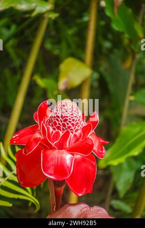 Costa Rica, Bijagual - 22. Juli, 20.23: Pura Vida Garten Naturschutzgebiet. Red Fackel Ginger Blume Nahaufnahme, verblasstes Grün als Hintergrund Stockfoto