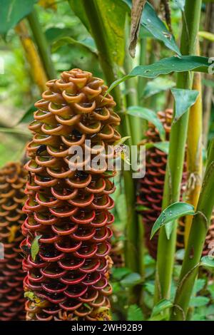 Costa Rica, Bijagual - 22. Juli, 20.23: Pura Vida Garten Naturschutzgebiet. Bienenstock-Ingwerblüten-Nahaufnahme, rötlich und mit verblichenem Grün unterlegt Stockfoto