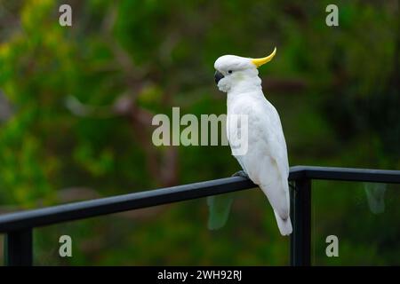 Kakadu-Papagei sitzt auf einem schwarzen Handlauf in Australien. Schwefelkreppige Cacatua galerita. Großer weißer und gelber Kakadu mit naturgrünem Hintergrund Stockfoto