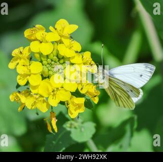 UK Pieris napi, grüner Schmetterling, der Nektar auf einer gelben Feldsenfpflanze am Lough Neagh sammelt. Stockfoto