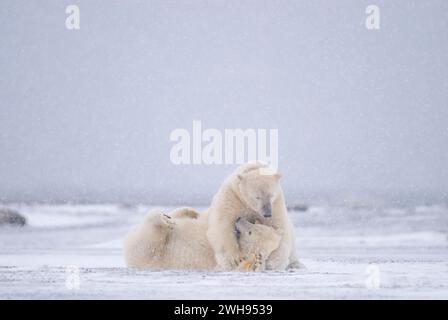 Eisbären Ursus maritimus-Sauen spielen entlang einer Barriereinsel an der arktischen Küste ANWR Alaska Stockfoto