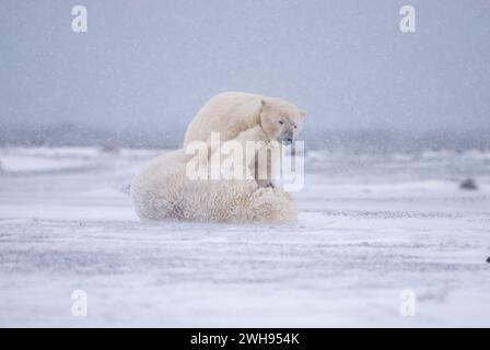 Eisbären Ursus maritimus-Sauen spielen entlang einer Barriereinsel an der arktischen Küste ANWR Alaska Stockfoto