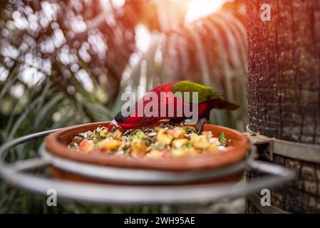 Farbenfrohes Papageienfutter mit Getreide und Fruchtscheiben im grünen Zoo Stockfoto
