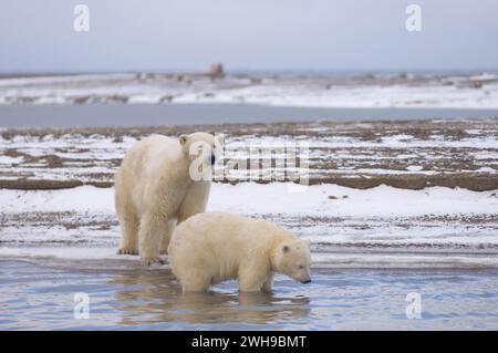 Eisbär, Ursus maritimus, Sau und Jungtier, die neugierig auf das neue Packeis sind, sehen die Fotografin, während die Mutter an der Küste im arktischen Alaska sitzt Stockfoto