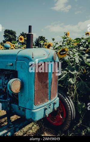Ein alter alter blauer Traktor, der auf einem fröhlichen Sonnenblumenfeld auf einem Bauernhof geparkt wurde Stockfoto