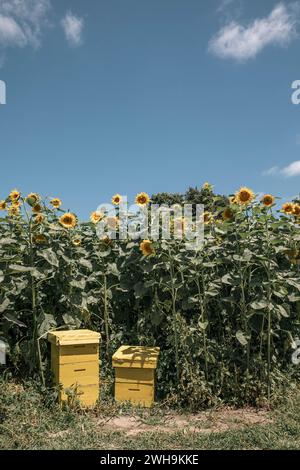 Zwei gelbe menschliche Bienenstöcke mitten auf einem Sonnenblumenfeld voller Hummeln an einem wunderschönen Sommertag - Porträt aufgenommen Stockfoto