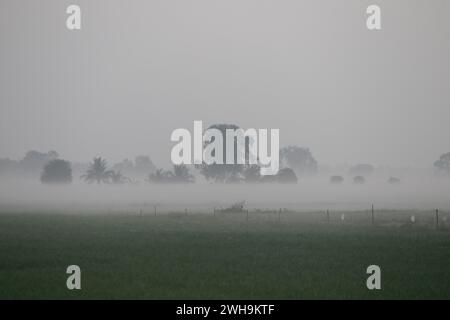 Nakhon Sawan, Thailand. Februar 2024. Nebel über einem Reisfeld während eines Sonnenaufgangs in der Provinz Nakhon Sawan, nördlich von Bangkok, Credit: SOPA Images Limited/Alamy Live News Stockfoto