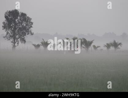 Nakhon Sawan, Thailand. Februar 2024. Während eines Sonnenaufgangs in der Provinz Nakhon Sawan, nördlich von Bangkok, fährt ein Dorfbewohner auf einem Reisfeld vorbei an Nebel, Credit: SOPA Images Limited/Alamy Live News Stockfoto