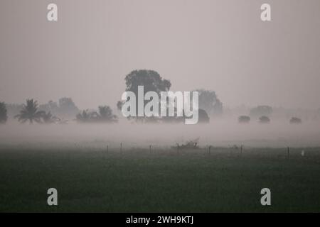 Nakhon Sawan, Thailand. Februar 2024. Nebel über einem Reisfeld während eines Sonnenaufgangs in der Provinz Nakhon Sawan, nördlich von Bangkok, Credit: SOPA Images Limited/Alamy Live News Stockfoto