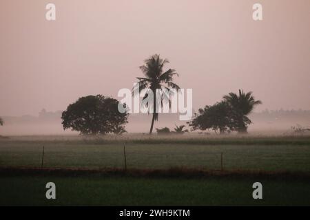 Nakhon Sawan, Thailand. Februar 2024. Nebel über einem Reisfeld während eines Sonnenaufgangs in der Provinz Nakhon Sawan, nördlich von Bangkok, Credit: SOPA Images Limited/Alamy Live News Stockfoto