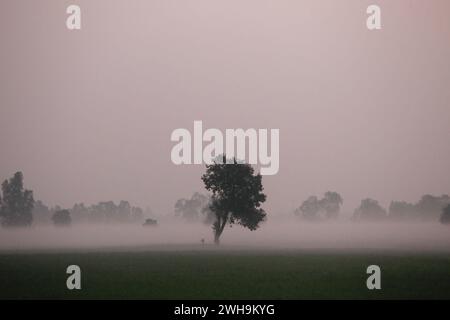 Nakhon Sawan, Thailand. Februar 2024. Nebel über einem Reisfeld während eines Sonnenaufgangs in der Provinz Nakhon Sawan, nördlich von Bangkok, (Foto: Chaiwat Subprasom/SOPA Images/SIPA USA) Credit: SIPA USA/Alamy Live News Stockfoto