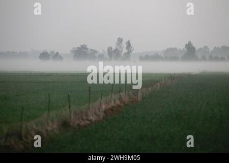 Nakhon Sawan, Thailand. Februar 2024. Nebel über einem Reisfeld während eines Sonnenaufgangs in der Provinz Nakhon Sawan, nördlich von Bangkok, (Foto: Chaiwat Subprasom/SOPA Images/SIPA USA) Credit: SIPA USA/Alamy Live News Stockfoto