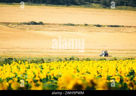 Statische Ansicht Sonnenblumenfeld und blauer Traktor fahren über Feld an bewölktem Tag im Freien in Georgia Land Landwirtschaft Felder Stockfoto