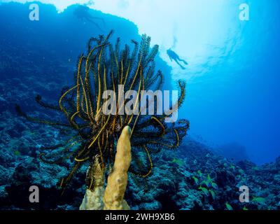 Ein Krinoid- oder Federstern unter Wasser beim Tauchen vor Mare Island Neukaledonien Stockfoto