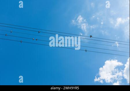 Vögel auf Drähten Stockfoto