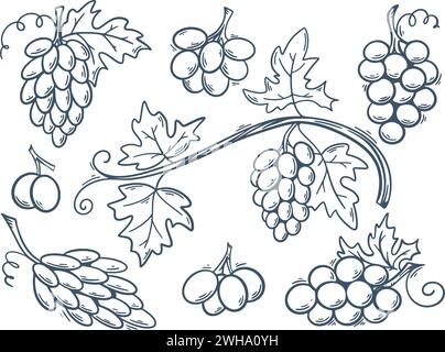 Beeren Trauben verschiedene Sorten handgraviert. Tusche Kritzelskizze Traubenzweige aus runden und länglichen Trauben. Vintage-Sammlung von Weinmaterial Stock Vektor