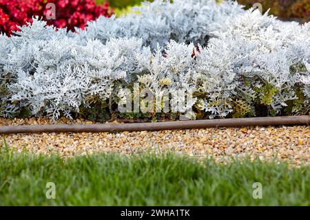 Wunderschöner Silberstaub Cineraria maritima im Garten, Herbstzeit, Nahaufnahme. Natürlicher Hintergrund der Cineraria maritima, selektiver Fokus Stockfoto