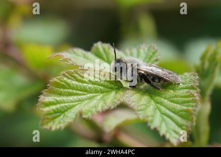 Natürliche Nahaufnahme einer weiblichen Bergbaubiene mit grauem Rücken, Andrena vaga, auf einem grünen Blatt Stockfoto