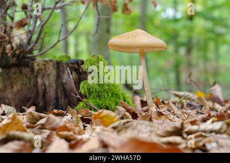 Grubiger Wurzelruebling (Hymenopellis radicata) im Herbstwald - Wurzelschenkelpilze (Hymenopellis radicata) im Herbstwald Stockfoto