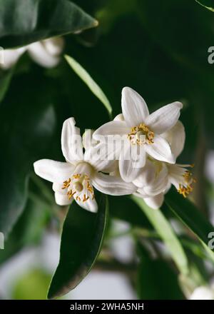 Nahaufnahme von frischen weißen Blumen und Knospen zwischen dunkelgrünem Laub des Pomelo-Baumes. (Citrus maxima) Konzept für Garten- oder Innenpflanzen. Stockfoto