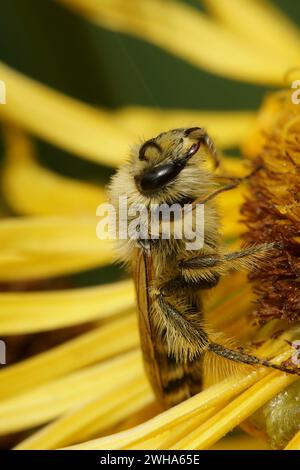 Natürliche Nahaufnahme einer flauschigen weiblichen Pantaloon-Biene, Dasypoda hirtipes, sitzt auf einer gelben Blume Stockfoto